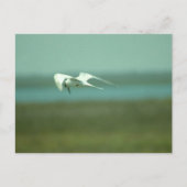 Briefkaart - Tern in flight (Voorkant)
