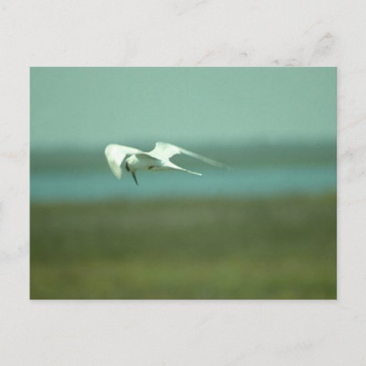 Briefkaart - Tern in flight (Voorkant)