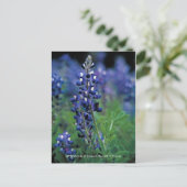 Briefkaart / Texas Bluebonnet (Staand voorkant)