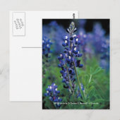 Briefkaart / Texas Bluebonnet (Voorkant / Achterkant)