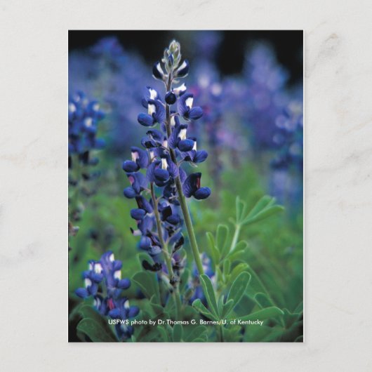 Briefkaart / Texas Bluebonnet (Voorkant)