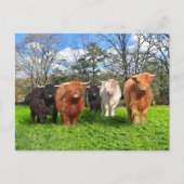 briefkaart "The Woolies" (Voorkant)