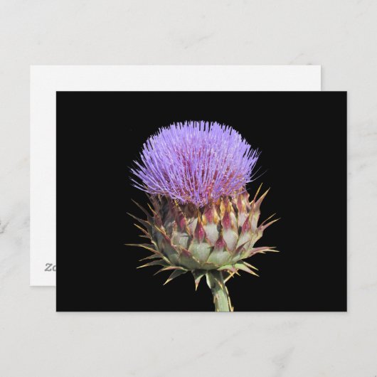 Briefkaart - Thistle (Voorkant / Achterkant)