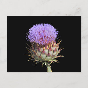 Briefkaart - Thistle