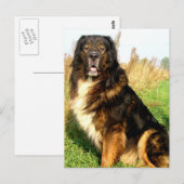 Briefkaart Tibetan Mastiff (Voorkant / Achterkant)