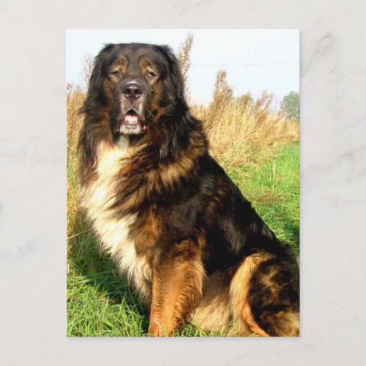Briefkaart Tibetan Mastiff (Voorkant)