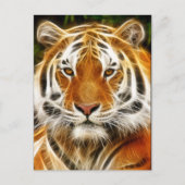 Briefkaart Tiger (Voorkant)