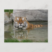 Briefkaart Tiger (Voorkant)