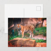 Briefkaart Tiger (Voorkant / Achterkant)