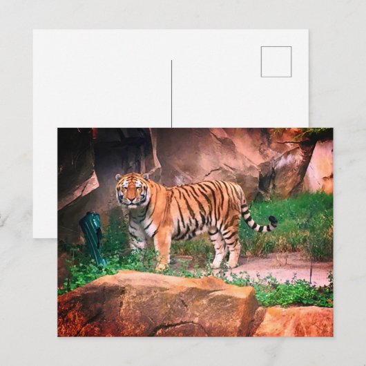 Briefkaart Tiger (Voorkant / Achterkant)