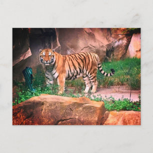 Briefkaart Tiger