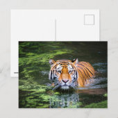 Briefkaart Tiger (Voorkant / Achterkant)