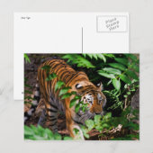 Briefkaart Tiger (Voorkant / Achterkant)