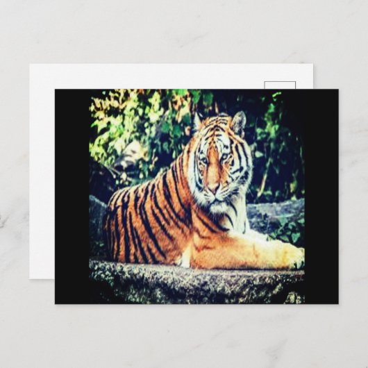 Briefkaart Tiger (Voorkant / Achterkant)