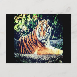 Briefkaart Tiger