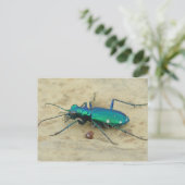 Briefkaart Tiger Beetle (Staand voorkant)