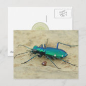 Briefkaart Tiger Beetle (Voorkant / Achterkant)