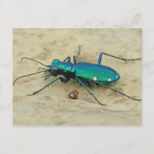 Briefkaart Tiger Beetle
