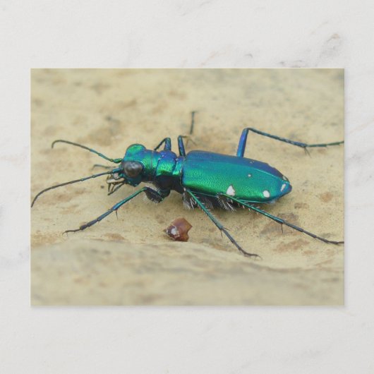 Briefkaart Tiger Beetle (Voorkant)
