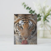 Briefkaart Tiger Kisses (Staand voorkant)