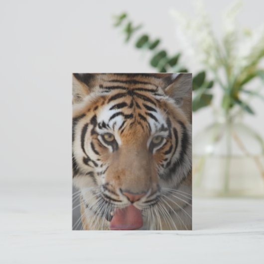 Briefkaart Tiger Kisses (Staand voorkant)