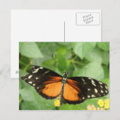 Briefkaart tijger langwerpvlinder (Voorkant / Achterkant)