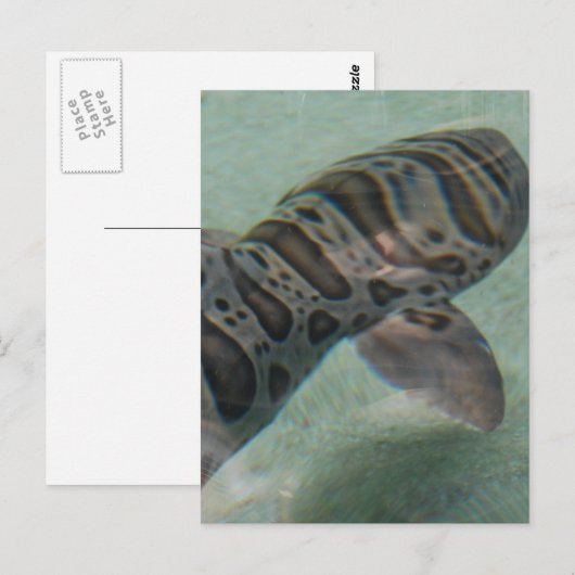 Briefkaart tijgerhaai (Voorkant / Achterkant)