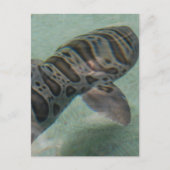 Briefkaart tijgerhaai (Voorkant)