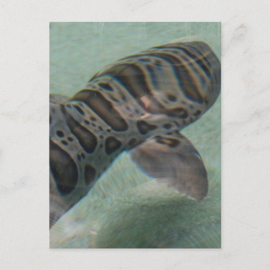 Briefkaart tijgerhaai (Voorkant)