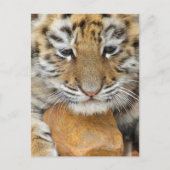 Briefkaart tijgerkub (Voorkant)
