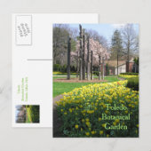 briefkaart/TOLEDO BOTANICAL GARDEN/GEEL TULIPS Briefkaart (Voorkant / Achterkant)