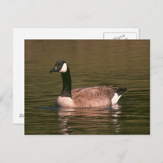 Briefkaart - Tranquil Goose (Voorkant / Achterkant)