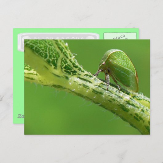 Briefkaart Treehopper. (Voorkant / Achterkant)