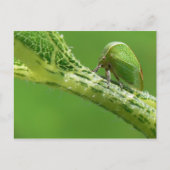 Briefkaart Treehopper. (Voorkant)