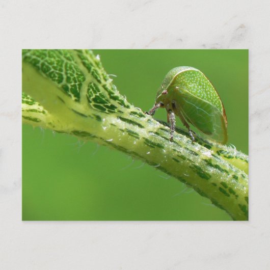 Briefkaart Treehopper. (Voorkant)