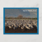 Briefkaart trekvogels (Voorkant)