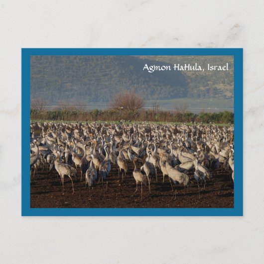 Briefkaart trekvogels (Voorkant)