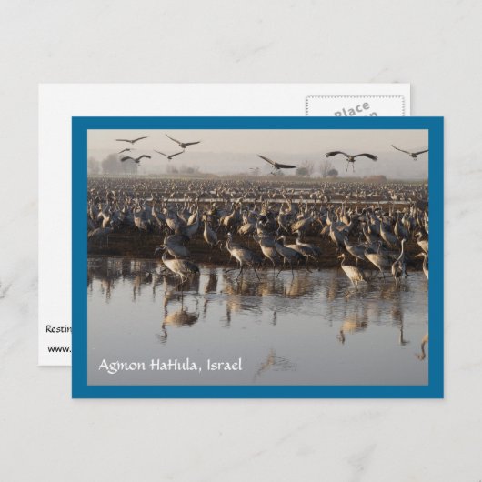 Briefkaart trekvogels (Voorkant / Achterkant)