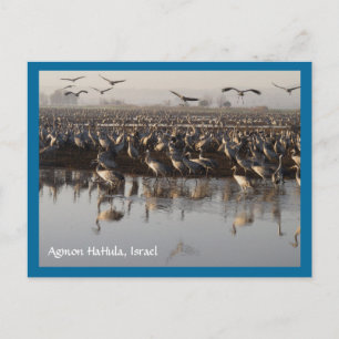 Briefkaart trekvogels