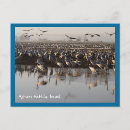 Briefkaart trekvogels