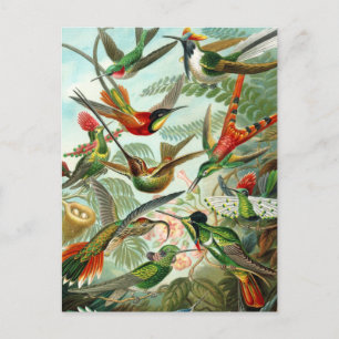 Briefkaart: Trochilidae ("kolibries") door Haeckel Briefkaart