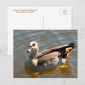 Briefkaart Tropisch paradise Duck (Voorkant / Achterkant)
