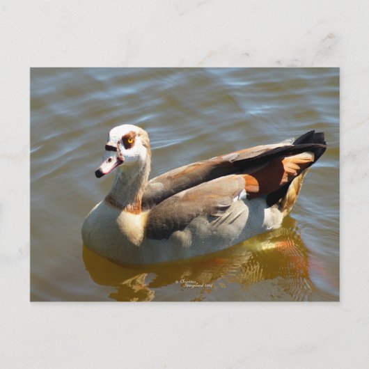 Briefkaart Tropisch paradise Duck (Voorkant)