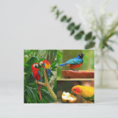 Briefkaart tropische vogels (Staand voorkant)