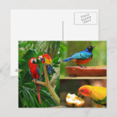 Briefkaart tropische vogels (Voorkant / Achterkant)