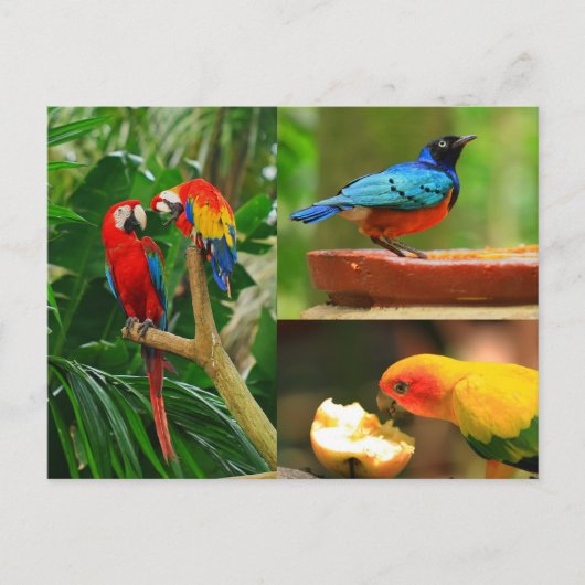 Briefkaart tropische vogels (Voorkant)