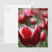 Briefkaart/Tulp Briefkaart (Voorkant / Achterkant)