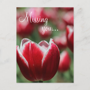 Briefkaart/Tulp Briefkaart