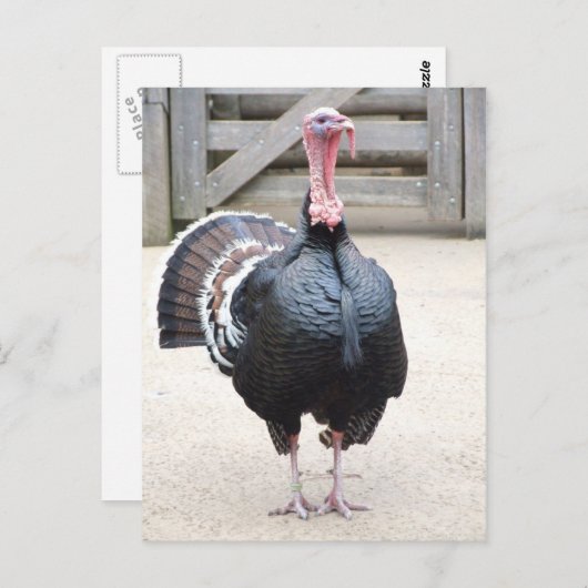 Briefkaart Turkije (Voorkant / Achterkant)