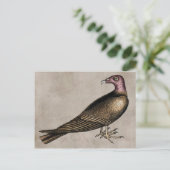 Briefkaart Turkije Vulture (Staand voorkant)